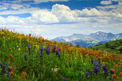 Summer alpine wildflowers