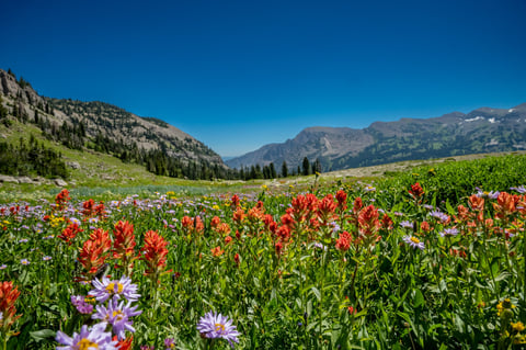 Summer mountain lake