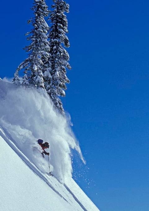 A skier descends a steep snowy slope beneath snow-laden evergreen trees on a clear blue-sky day